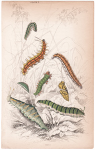 Plate 3

[no printed descriptions of caterpillars and cocoons]